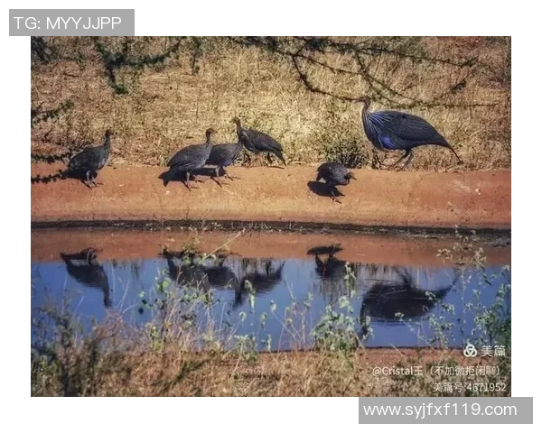 肯尼亚与坦桑尼亚的足球对决分析与历史回顾